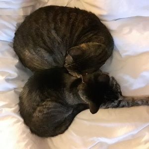 Meet your Posher, Drinkswithcats